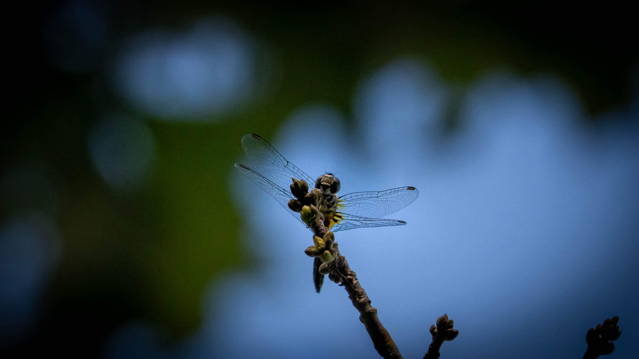 From Lens to Legacy: The Story Inside Every Nature Print