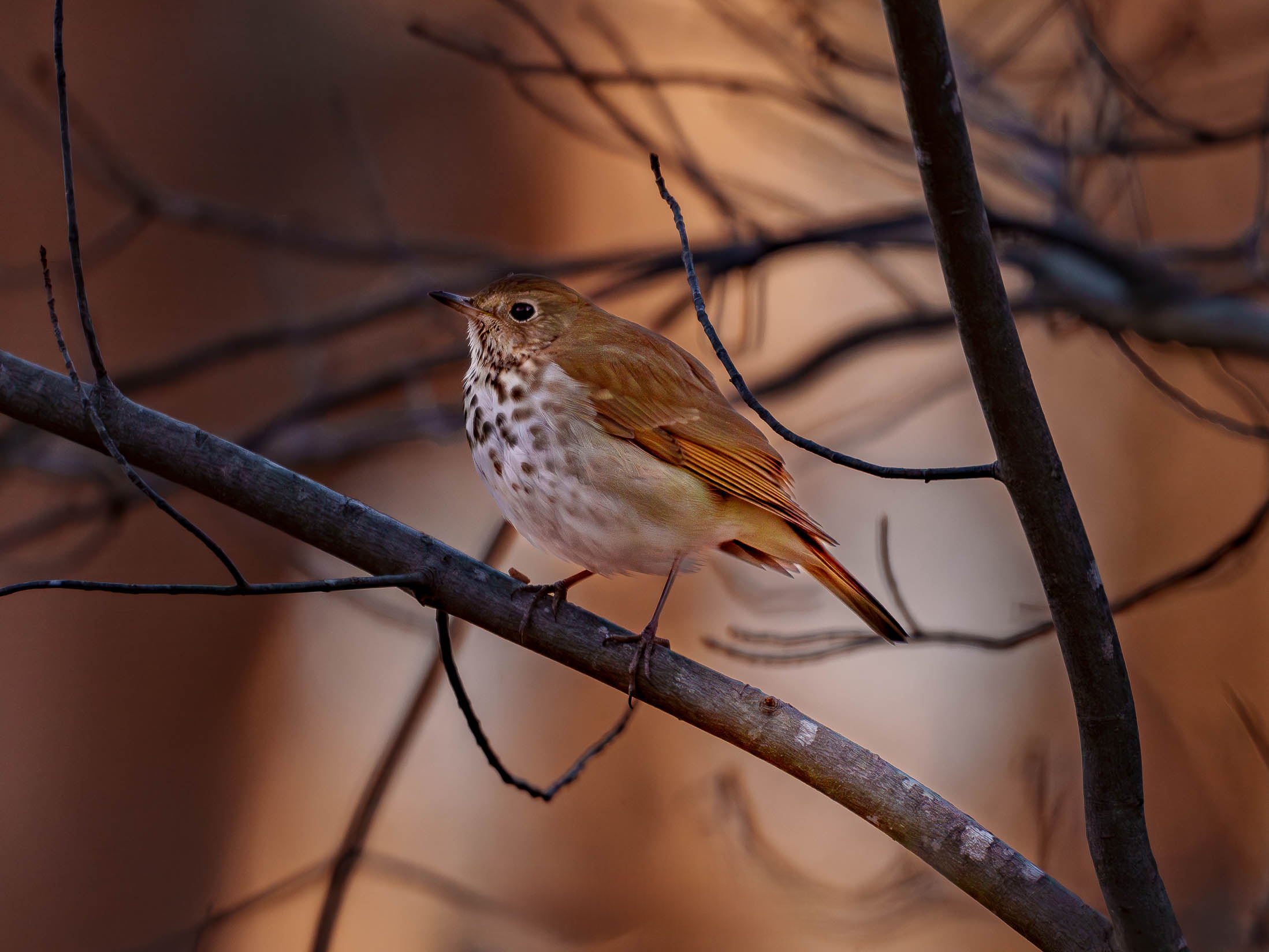 Invest Local: How Supporting Photographers Adds Authenticity—and Value—to Your Collection