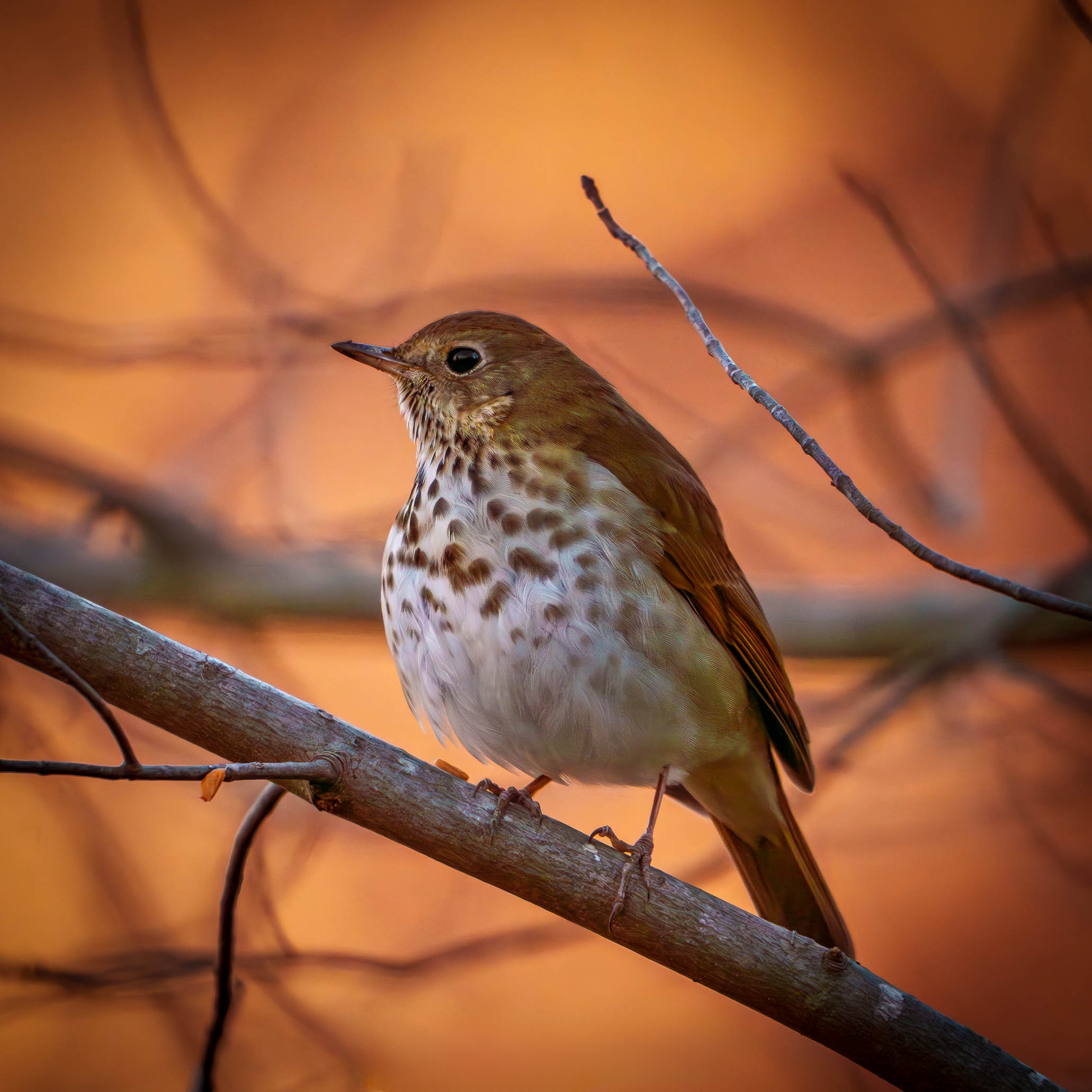 From Blank Walls to Personal Gallery: Curating With Limited Edition Photographic Art