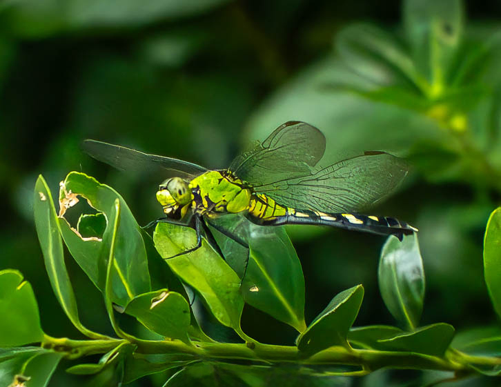Wild at Home: How Wildlife Photography Elevates Your Space
