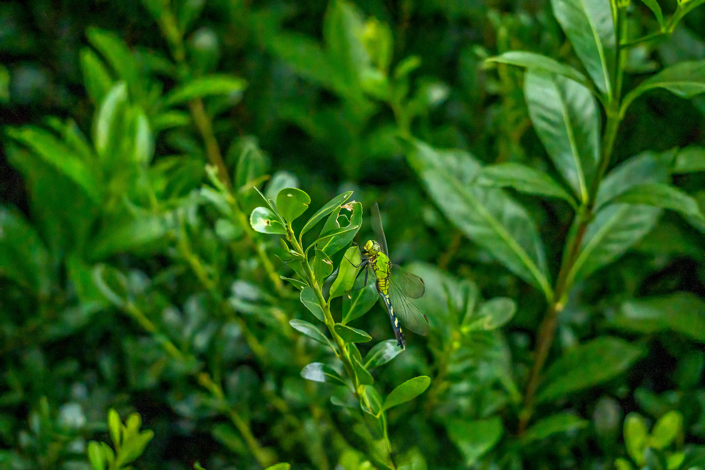 Find Your Quiet: Creating a Tranquil Home with Nature Photography