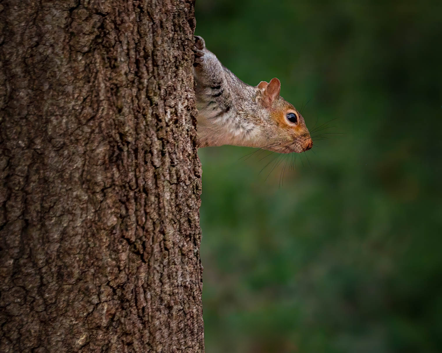 Grounded by Nature: Choosing Photography That Anchors Your Space