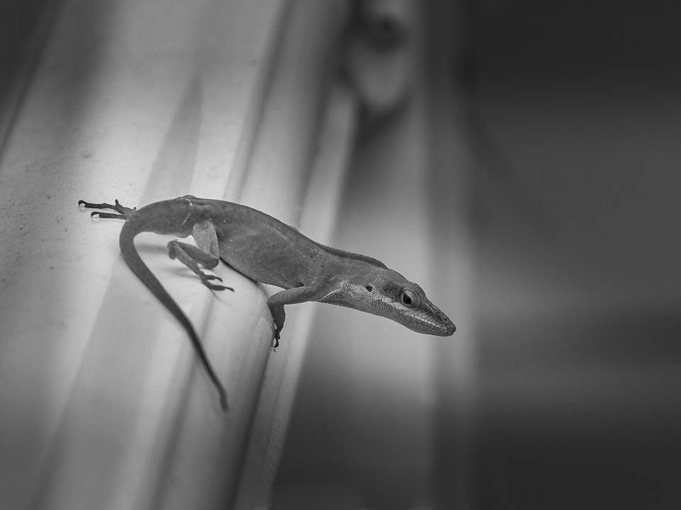 From Click to Classic: What Makes a Photo Feel Like Fine Art?