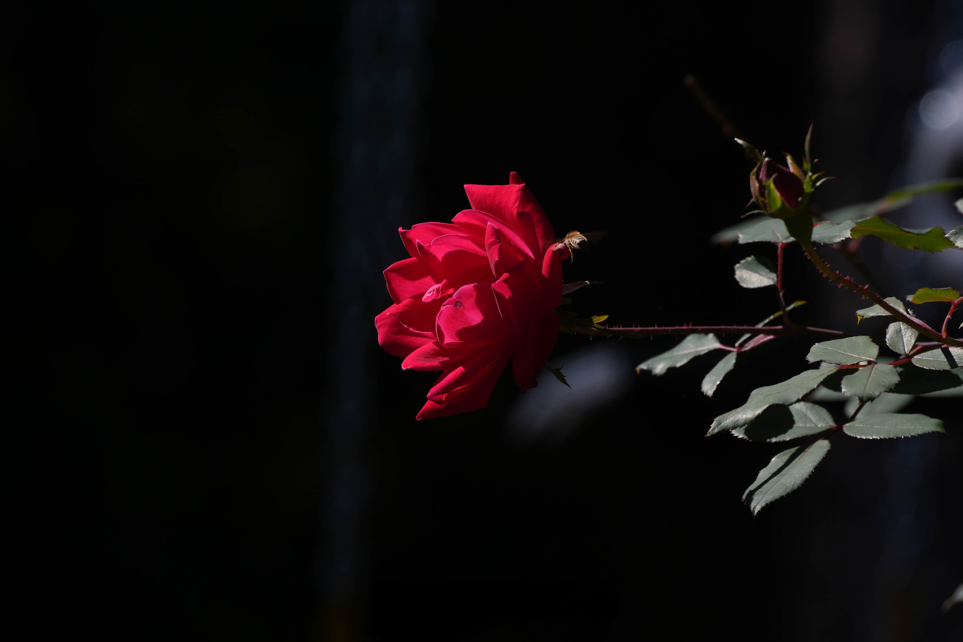 Snapshot vs. Photograph with Presence: Feel the Difference
